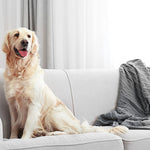 Golden retriever sitting on a light-colored sofa with a knitted throw in a bright room