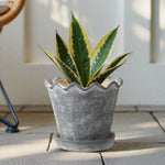 Gray wavy-rim ceramic planter on a patio containing a variegated green plant, textured finish