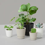 Group of small planters including birch gray Mainstays planter with various houseplants