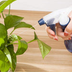 Hand holding a blue trigger spray bottle, spraying a fine stream of water onto the leaves of a potted plant.