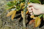 Hand wrapping a green coated garden wire around a small tree trunk outdoors among leaves and soil