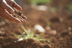 Close-up of hands holding and sifting soil over a blurred garden bed with warm natural lighting