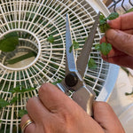Hands using pruning shears to trim small herb stems over a circular dehydrator tray filled with cut leaves.