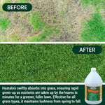 Split before and after lawn close-up showing brown patch versus lush green grass with a Medina Hasta Gro gallon bottle inset