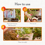 Step-by-step how-to graphic showing pouring fertilizer, mixing into soil and watering potted tomato plants