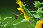 Hummingbird hovering at the side of a sunflower, feeding from the bloom with green foliage backdrop.
