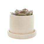 Cream semi-matte ceramic planter with saucer holding a rosette succulent, isolated on white