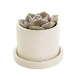 Small succulent planted in a semi-matte cream ceramic container with a matching saucer