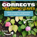 Garden scene showing yellowed leaves and healthier green leaves with arrows and text about correcting yellowing leaves