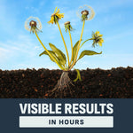 Illustration of uprooted dandelion plant above soil with text 'visible results' infographic