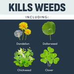 Graphic panel titled 'Kills Weeds' showing labeled images of dandelion, dollarweed, chickweed and clover