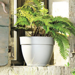 Cream planter placed on a stone windowsill containing a large fern, natural light and rustic window frame behind.
