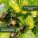 Close-up infographic image showing Japanese beetles and green aphids with labels 'Protects against Japanese beetles' and 'Protects against aphids'