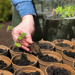 Hand placing a small root ball into a filled Jiffy peat pot among multiple pots in a seed tray, outdoor gardening scene