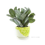 K-Cliffs small lime-yellow floral ceramic pot containing a faux silver-green plant, on a clean white background.