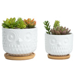 Two K‑Cliffs white ceramic owl succulent planters with bamboo saucers, each planted with small succulents on a white background.