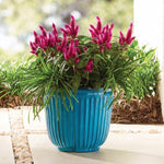 Aqua ribbed planter on a patio filled with green foliage and magenta flowering plants in a landscaped setting