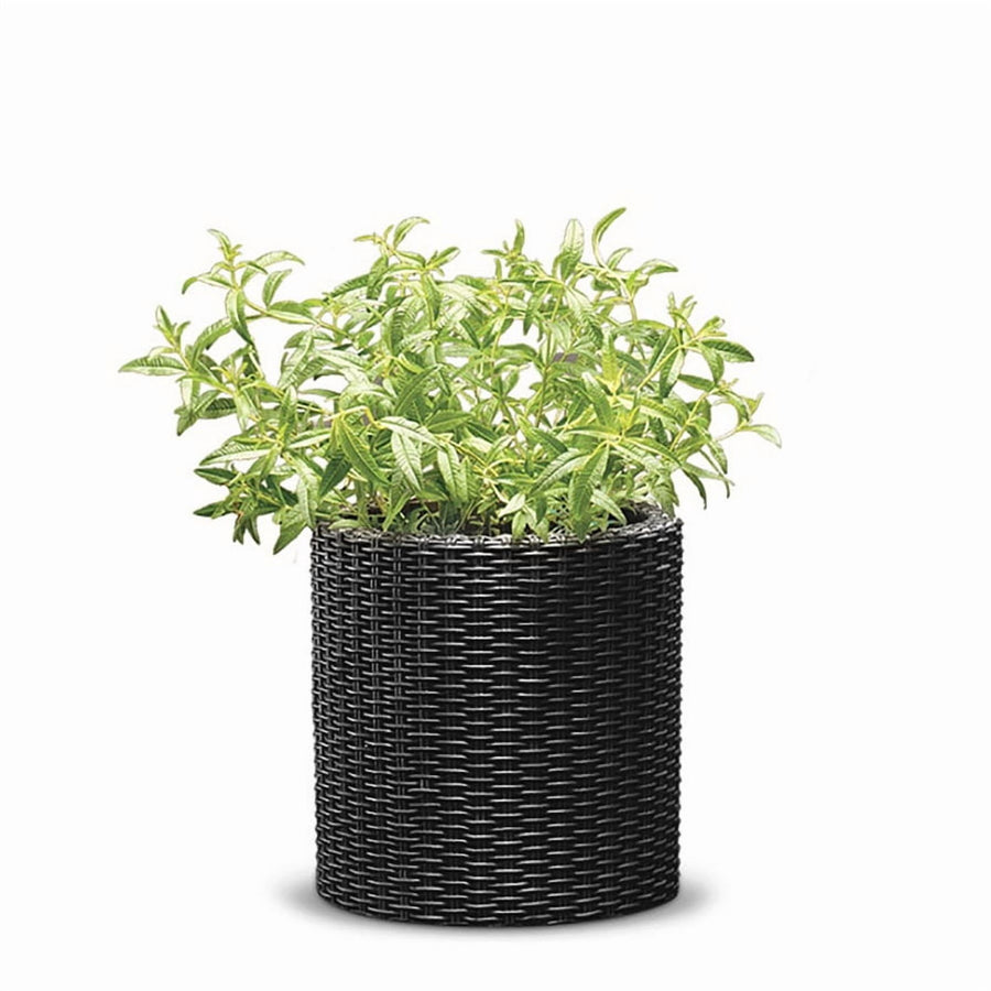 Graphite rattan-style cylindrical resin planter filled with green foliage on white background