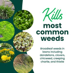 Graphic collage of common lawn weeds with text stating it kills most common weeds including dandelions and clover.