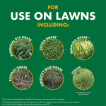 Green lawn-use infographic listing grasses for use on lawns with six circular close-up grass photos and short labels