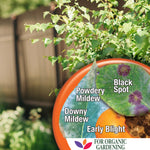 Close-up infographic showing leaf disease examples labeled Powdery Mildew, Downy Mildew, Black Spot, Early Blight
