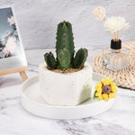 Lifestyle image of a white round ceramic saucer holding a small hexagonal planter with a cactus and decorative items