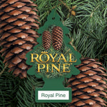 Close-up of a Royal Pine Little Trees air freshener hanging among pine cones and evergreen branches