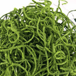 Close-up macro view of curly, velvety green preserved Spanish moss strands on white background