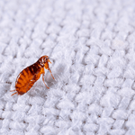 Macro photograph of a single flea on a textured white fabric surface showing detailed body and legs in close-up.