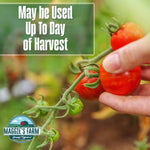 Close-up photo of hand harvesting a ripe tomato with overlay text 'May be Used Up To Day Of Harvest' and Maggie's Farm logo