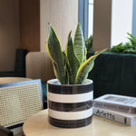 Striped black and white ceramic planter holding a snake plant on a table in a styled interior scene