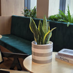 Mainstays Andrew striped ceramic planter with birch-gray and vanilla bands holding a snake plant on a wooden table in a styled room