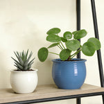 Blue round planter with scalloped rim displayed on a shelf next to a smaller white planter and plants