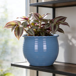 Blue scalloped-edge planter holding a leafy houseplant placed on a dark shelf near a window