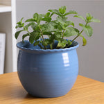 Blue scalloped-rim planter on a wooden surface holding a small green herb plant