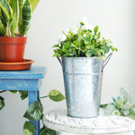 Galvanized metal bucket planter holding white flowers displayed next to potted plant on a small white stool and blue table