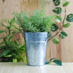 Galvanized metal bucket planter containing a small green plant photographed against a wood backdrop