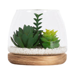 Clear glass terrarium showing two green succulents and a taller stem plant on white pebbles and wooden base