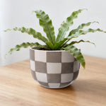 Checkered birch-gray ceramic planter holding a leafy green plant, placed on a wooden surface in soft light