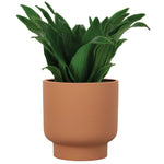 Terracotta planter filled with green leafy plant shown on a clean white background.