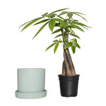 Semi-matte mint ceramic pot and saucer shown beside a braided-stem potted plant, studio background