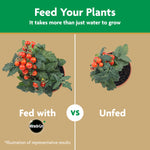 Split comparison graphic showing a fed tomato plant versus an unfed plant with heading 'Feed Your Plants' and Miracle-Gro branding