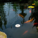 Single Mosquito Dunk disk floating in a pond among koi and lily pads, demonstrating in-water use.