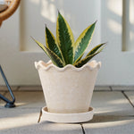 Cream wavy-rim ceramic planter by My Texas House staged outdoors holding a variegated plant