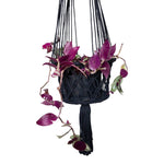 Black woven macramé planter hanger holding a potted trailing plant with purple leaves on white background
