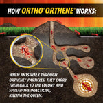 Illustrated cross-section diagram of an ant colony showing ants carrying particles back to the nest and killing the queen.