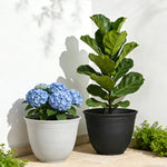 Two planters on a tiled patio, black Asti-style planter with tall leafy plant beside a light-colored planter with blue hydrangeas