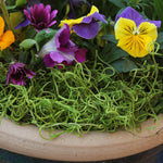 Shallow planter edge with colorful pansies and a layer of bright green preserved Spanish moss mulch