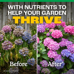 Before-and-after garden comparison with hydrangeas and headline 'With nutrients to help your garden thrive'