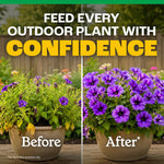 Before-and-after split image of a potted plant showing wilted left and vibrant purple flowers on the right